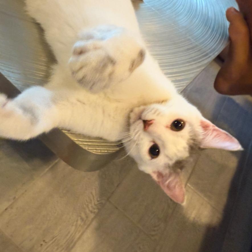 Enzo, a Adoptable Domestic Short Hair in Westport, CT image 5/6