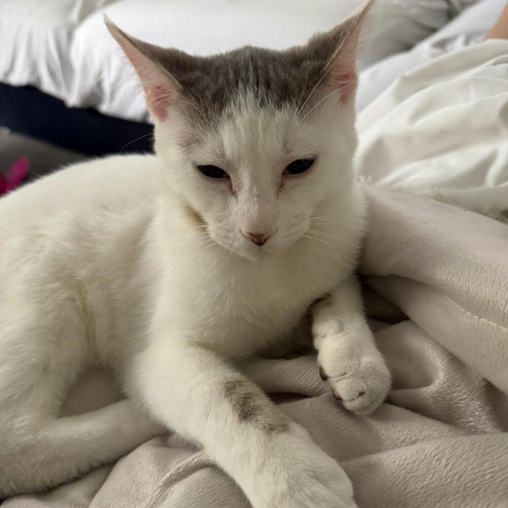 Enzo, a Adoptable Domestic Short Hair in Westport, CT image 6/6