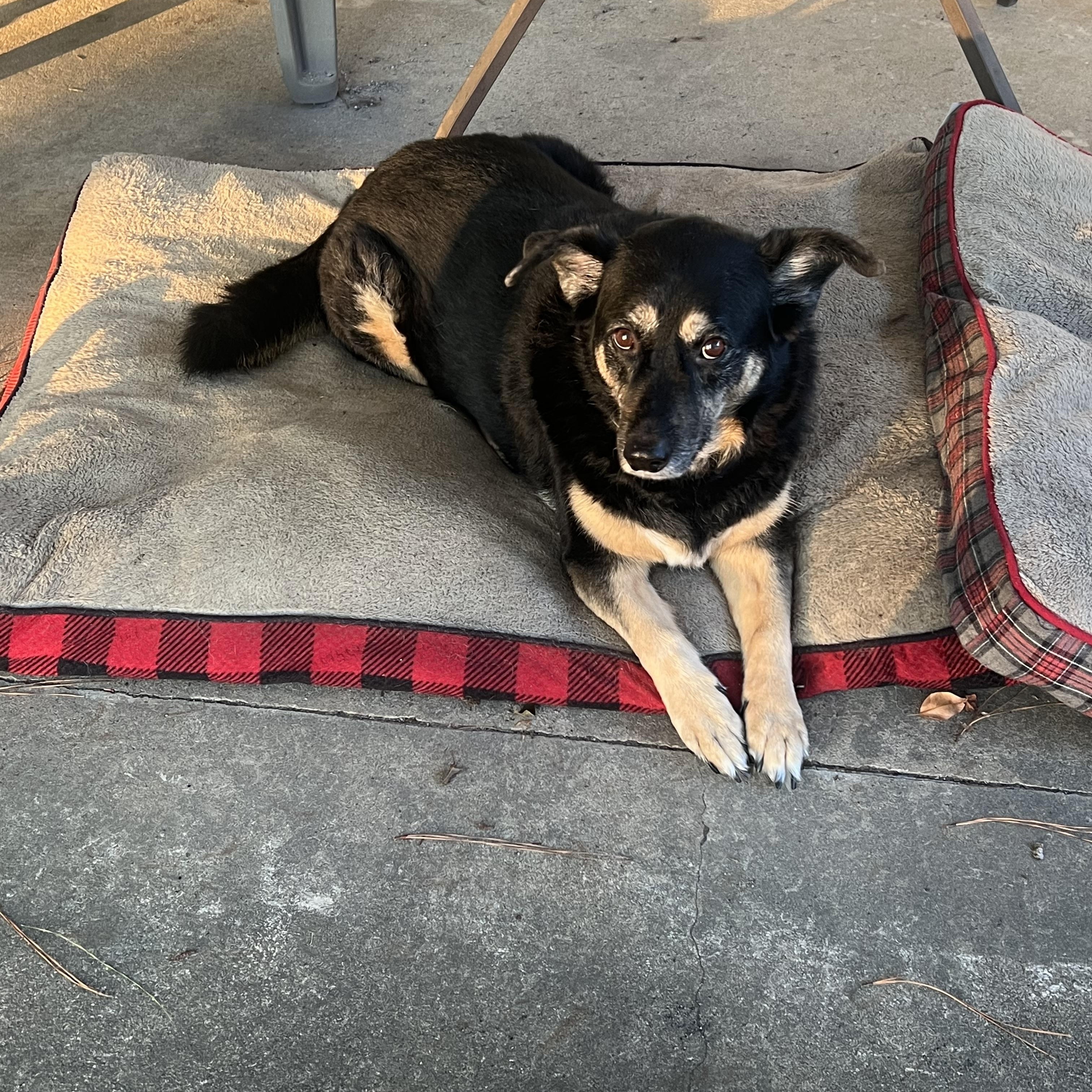Daisy (Courtesy Posting), ADOPTABLE, Senior Female Shepherd.