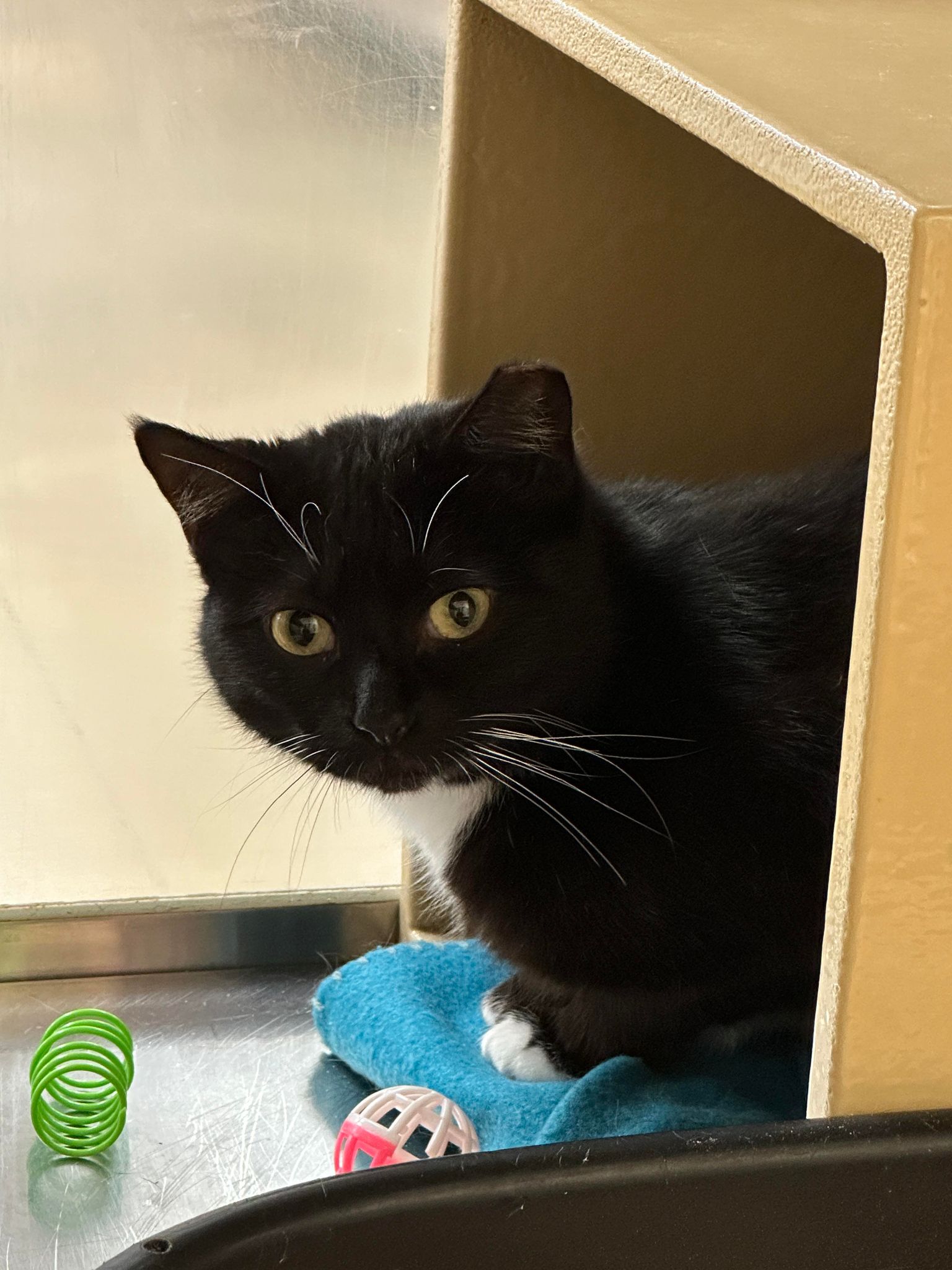 Enlarge CSI CATHERINE WILLOWS, a Adoptable mixed breed in HEMET, CA image 5/6