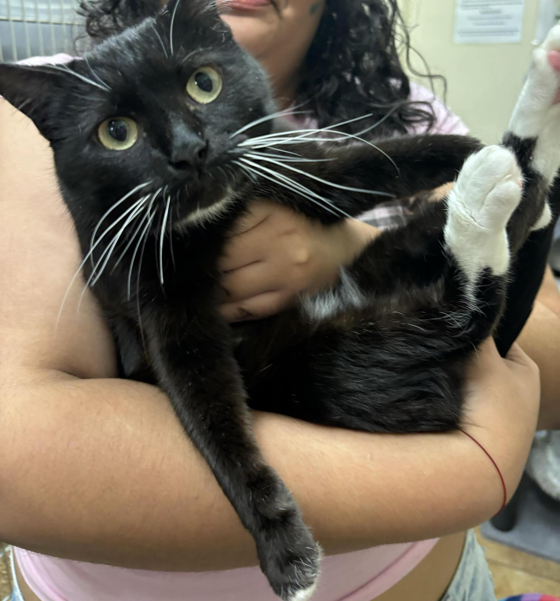 Enlarge CSI CATHERINE WILLOWS, a Adoptable mixed breed in HEMET, CA image 3/6