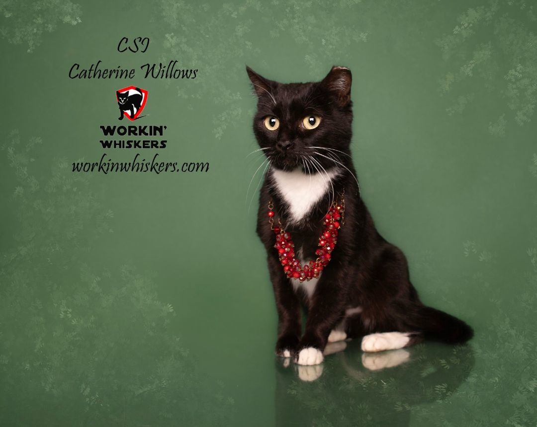 Enlarge CSI CATHERINE WILLOWS, a Adoptable mixed breed in HEMET, CA image 4/6