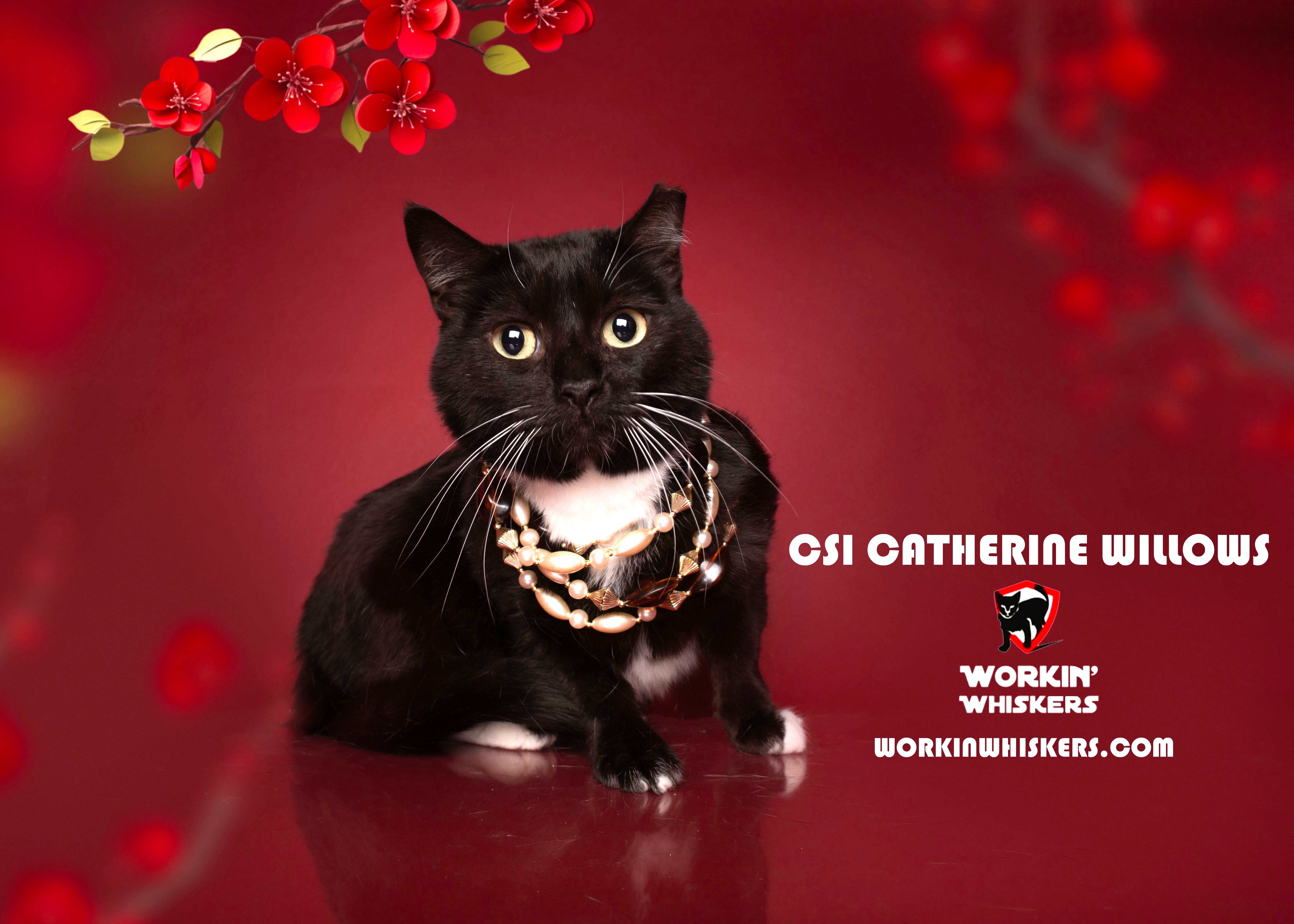 Enlarge CSI CATHERINE WILLOWS, a Adoptable mixed breed in HEMET, CA image 1/6