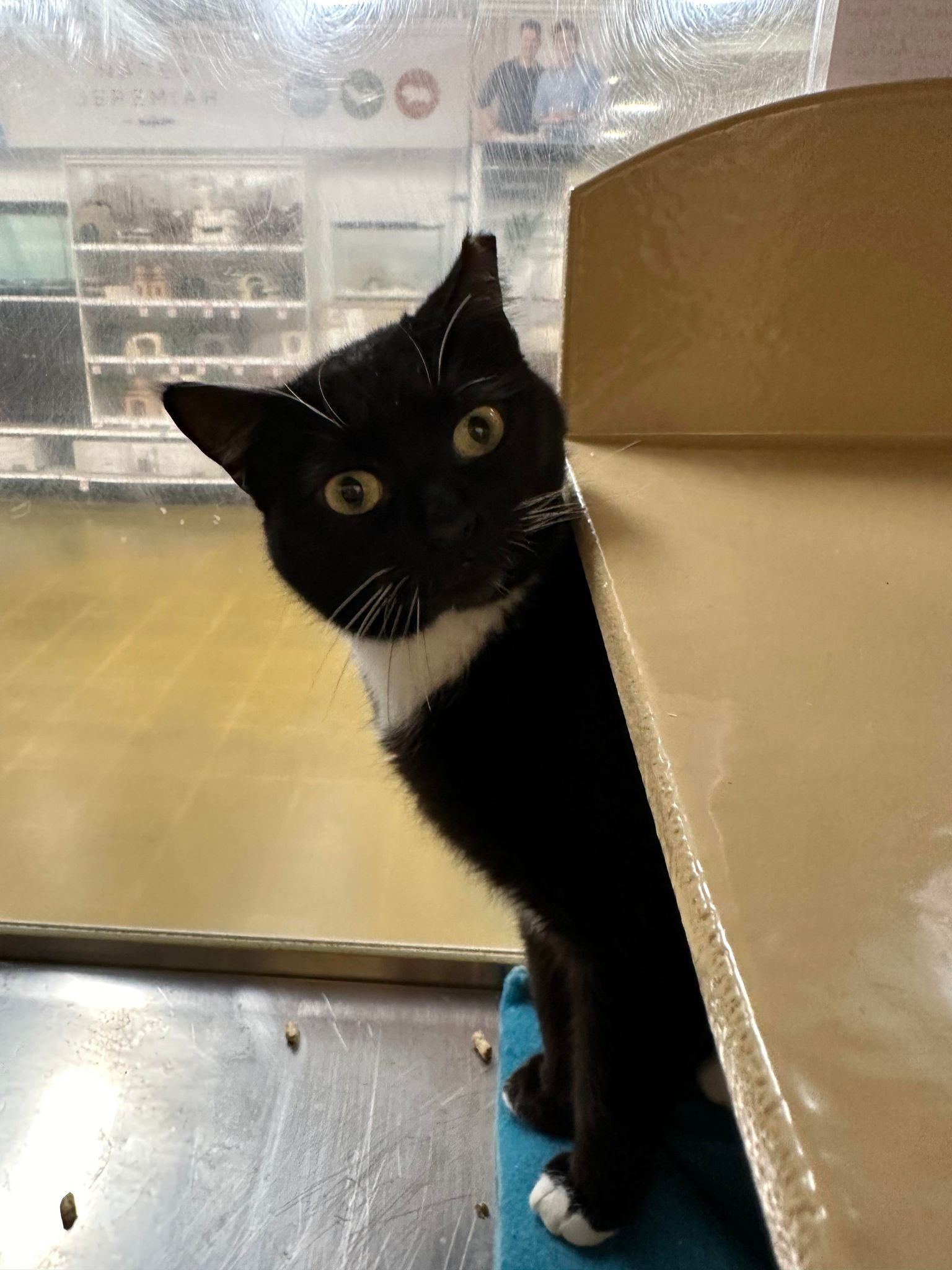 Enlarge CSI CATHERINE WILLOWS, a Adoptable mixed breed in HEMET, CA image 2/6