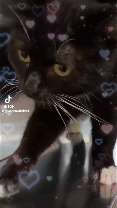 Enlarge CSI CATHERINE WILLOWS, a Adoptable mixed breed in HEMET, CA video 6/6