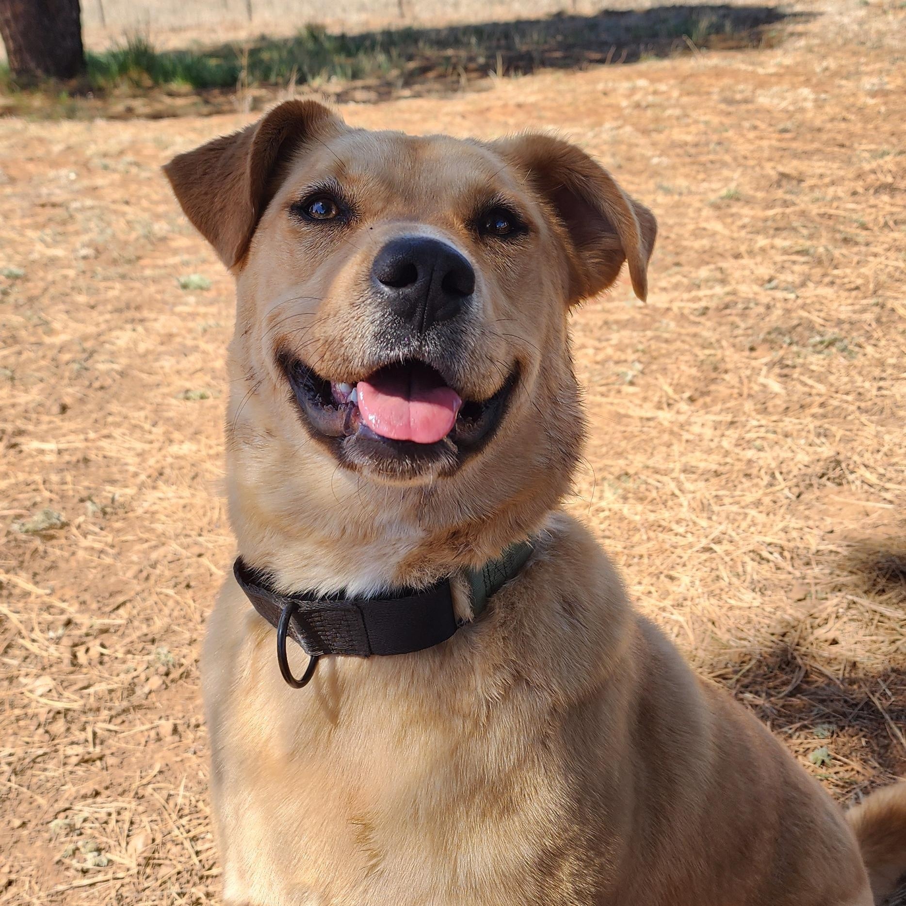 Enlarge Sol, a ADOPTABLE mixed breed in Flagstaff, AZ image 1/2
