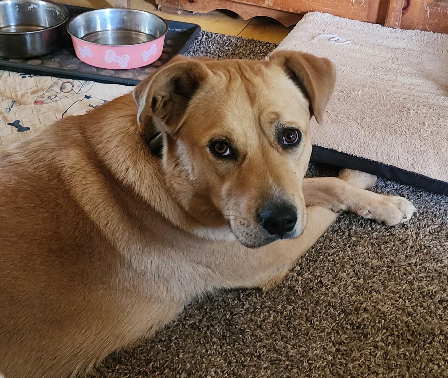 Enlarge Sol, a ADOPTABLE mixed breed in Flagstaff, AZ image 2/2