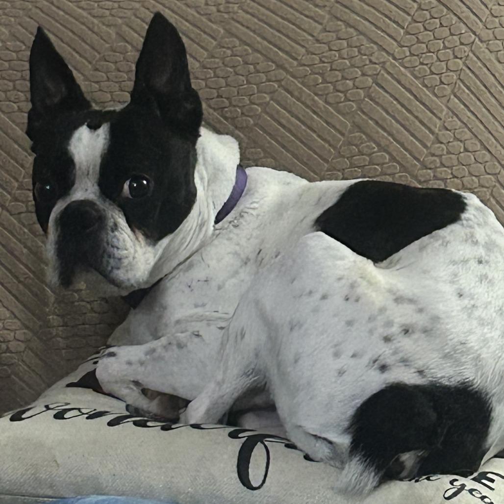Enlarge Hank (Hercules) Boston, a Adoptable Boston Terrier in Festus, MO image 1/6