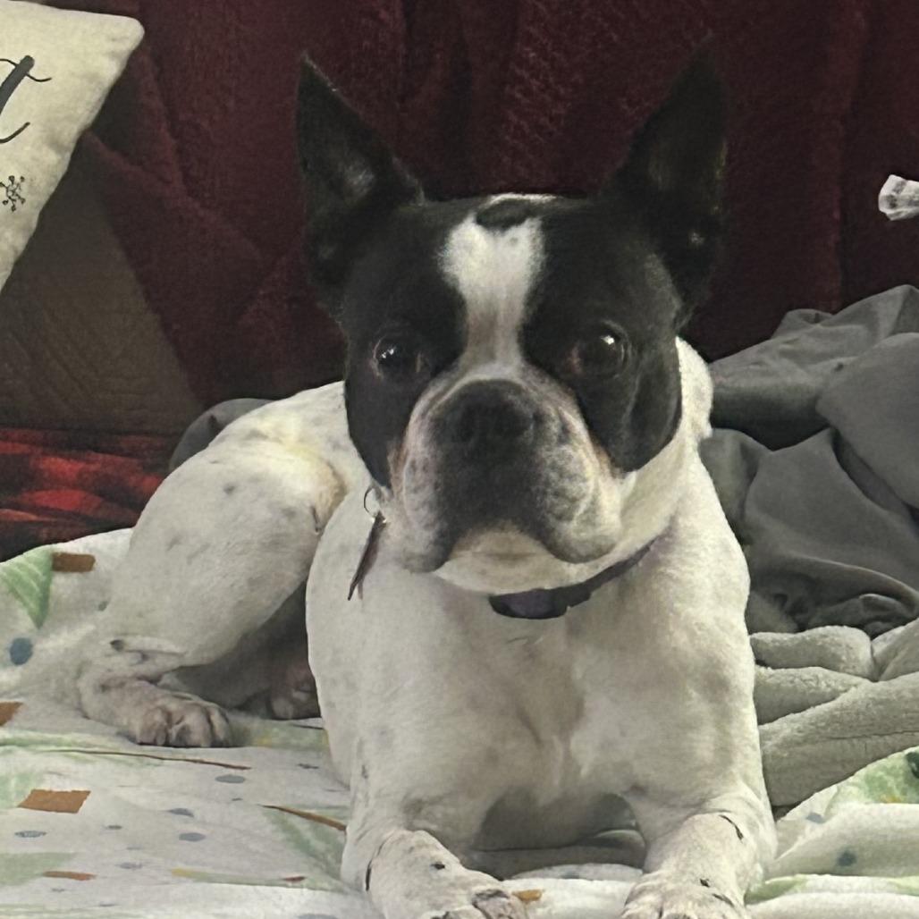 Enlarge Hank (Hercules) Boston, a Adoptable Boston Terrier in Festus, MO image 2/6