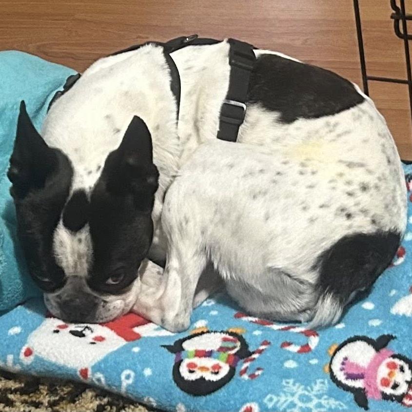 Enlarge Hank (Hercules) Boston, a Adoptable Boston Terrier in Festus, MO image 3/6