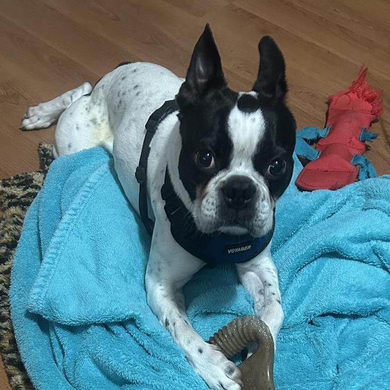 Enlarge Hank (Hercules) Boston, a Adoptable Boston Terrier in Festus, MO image 4/6