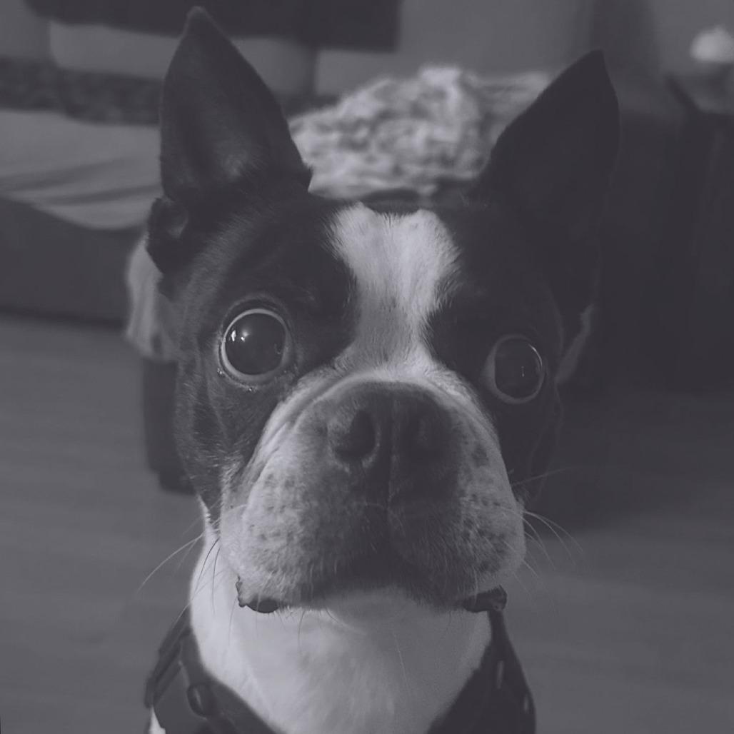 Enlarge Hank (Hercules) Boston, a Adoptable Boston Terrier in Festus, MO image 5/6