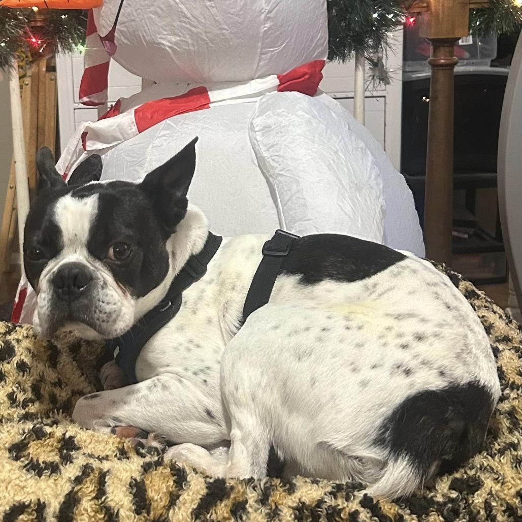 Enlarge Hank (Hercules) Boston, a Adoptable Boston Terrier in Festus, MO image 6/6