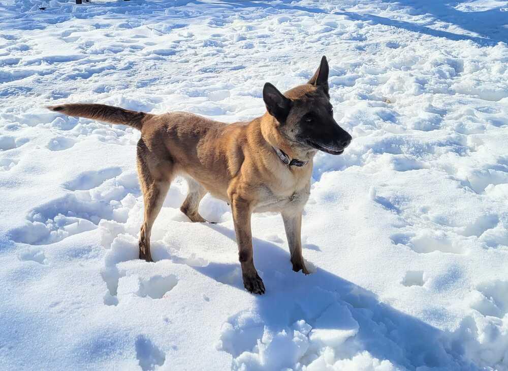 Haven, Adoptable, Adult Female Belgian Shepherd / Malinois.