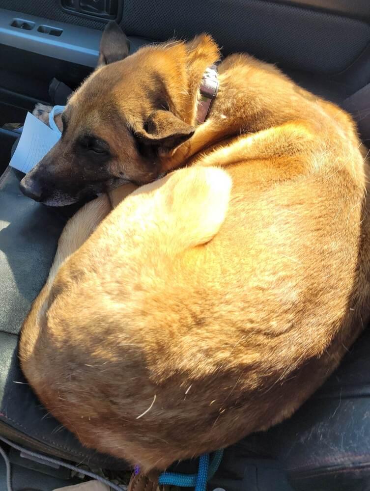 Haven, a Adoptable Belgian Shepherd / Malinois in Wiarton, ON image 2/2