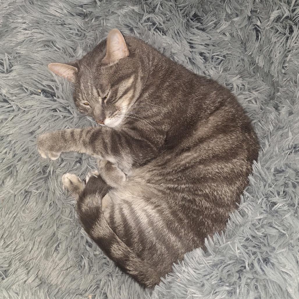 Enlarge Edgar, a Adoptable Domestic Short Hair in Pittsburgh, PA image 1/6