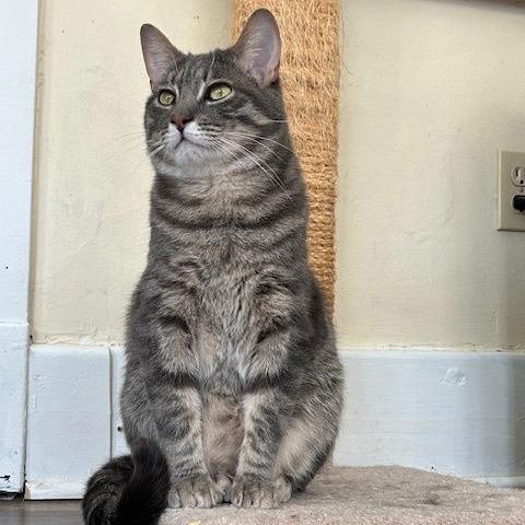 Enlarge Edgar, a Adoptable Domestic Short Hair in Pittsburgh, PA image 2/6