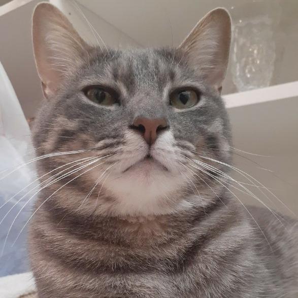 Enlarge Edgar, a Adoptable Domestic Short Hair in Pittsburgh, PA image 3/6