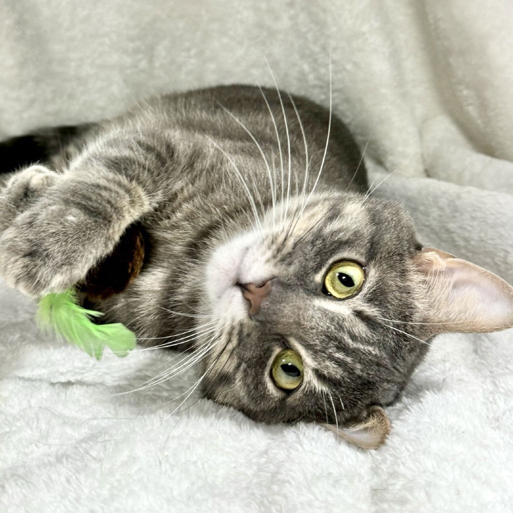 Enlarge Edgar, a Adoptable Domestic Short Hair in Pittsburgh, PA image 4/6