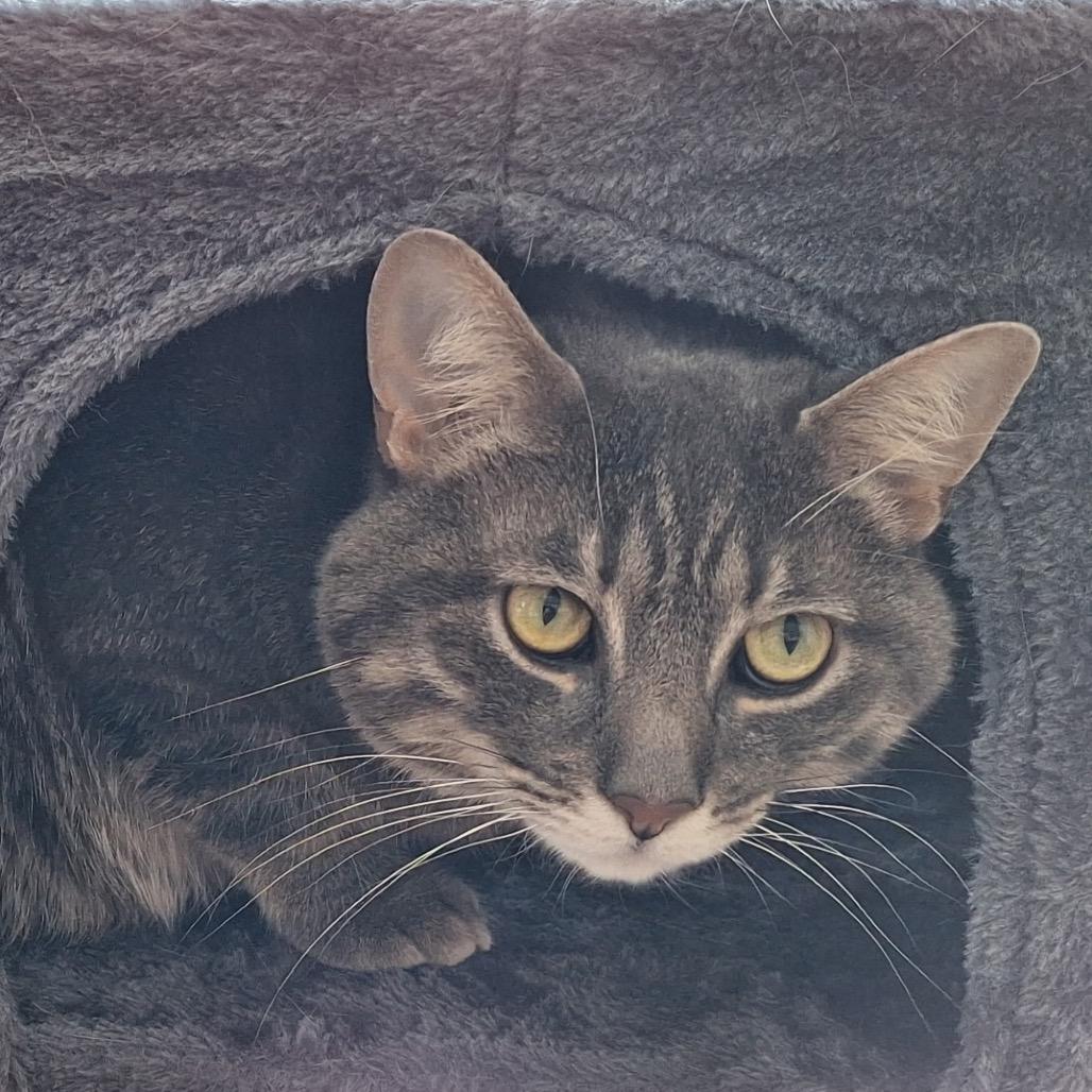 Enlarge Edgar, a Adoptable Domestic Short Hair in Pittsburgh, PA image 5/6