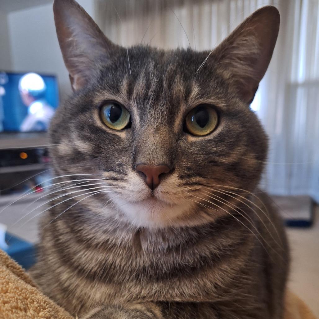 Enlarge Edgar, a Adoptable Domestic Short Hair in Pittsburgh, PA image 6/6