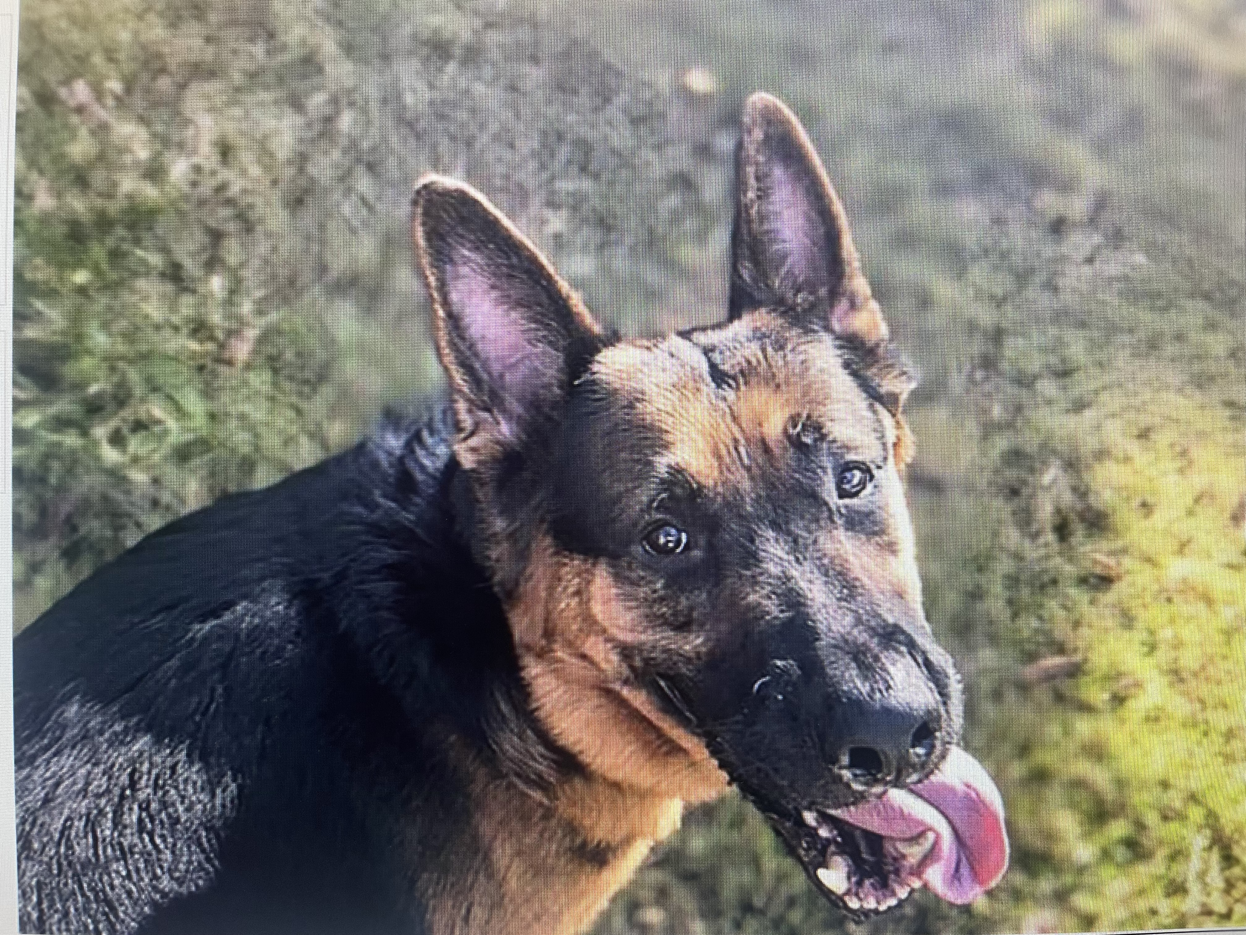 Lux, Adopted, Adult Male German Shepherd Dog.