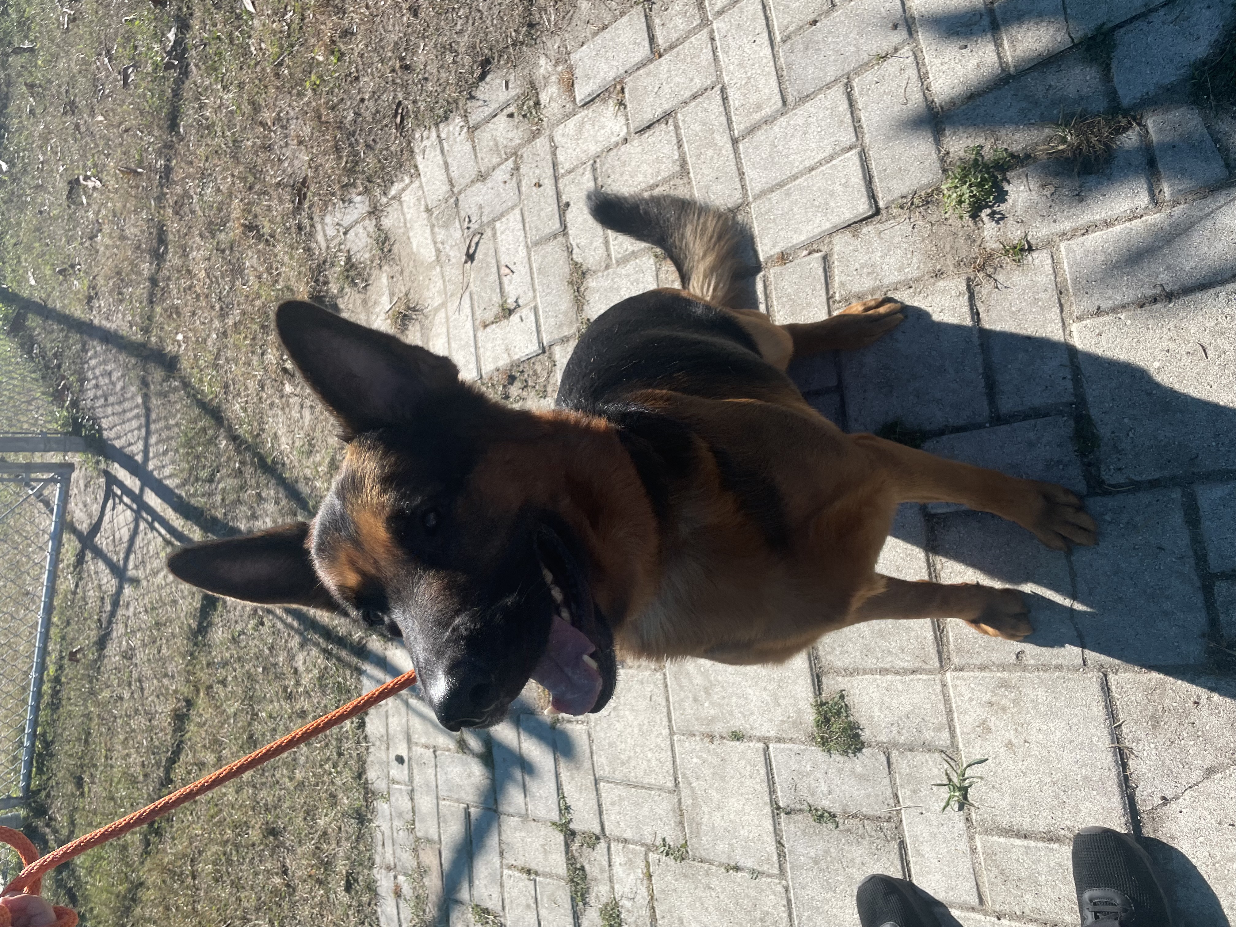 Enlarge Lux, a Adopted German Shepherd Dog in South Strafford, VT image 2/3