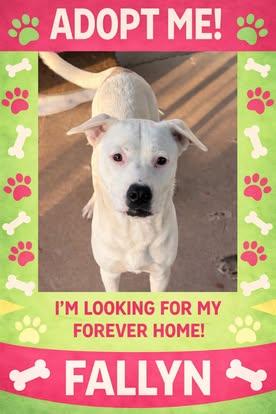 Enlarge Fallyn, a ADOPTABLE mixed breed in Bowie, TX image 1/1