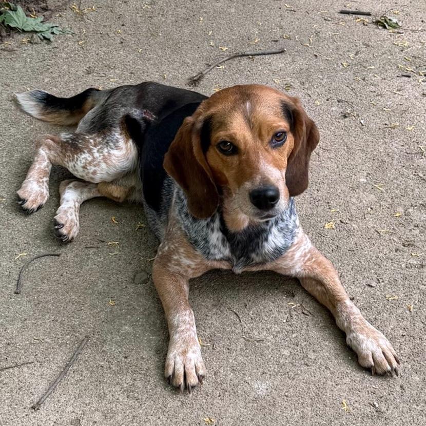 Gunner, a Adoptable Beagle in London, OH image 2/4