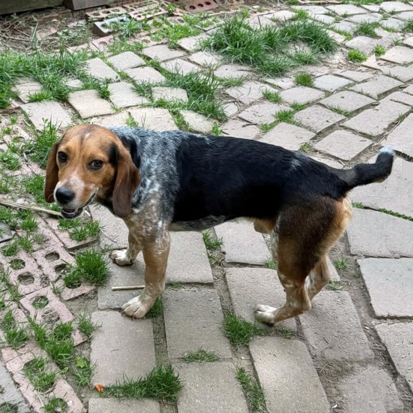 Gunner, a Adoptable Beagle in London, OH image 4/4