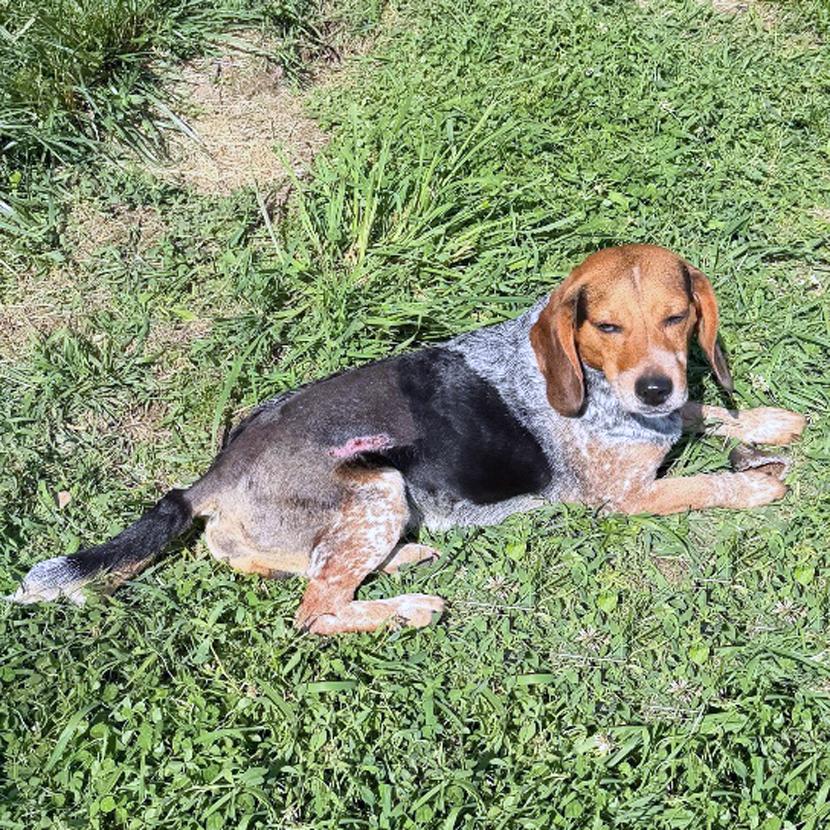 Gunner, a Adoptable Beagle in London, OH image 3/4