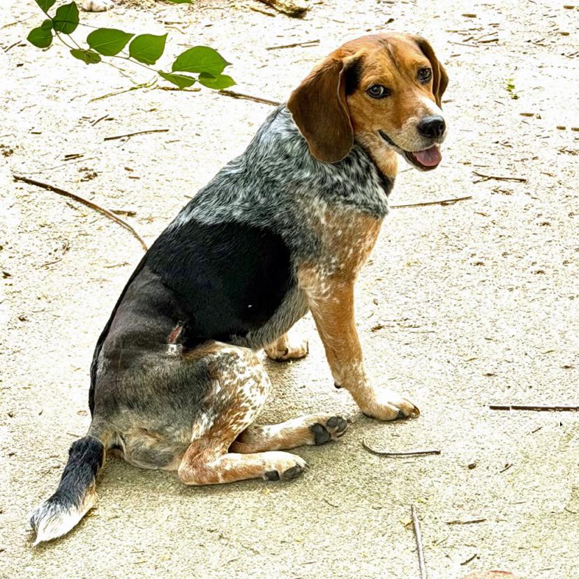 Gunner, Adoptable, Adult Male Beagle.