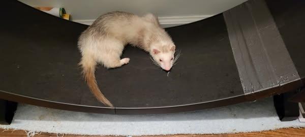 Mosely, Adoptable, Senior Male Ferret.