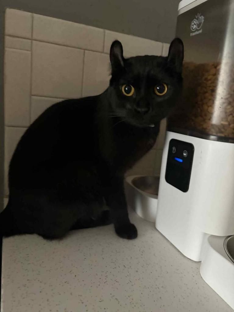 Wednesday, Adoptable, Young Female Domestic Short Hair.