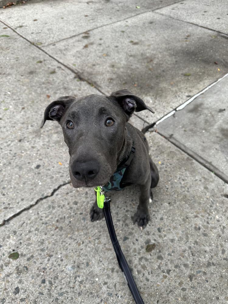 Enlarge Adonis, a Adoptable mixed breed in New York, NY image 1/5
