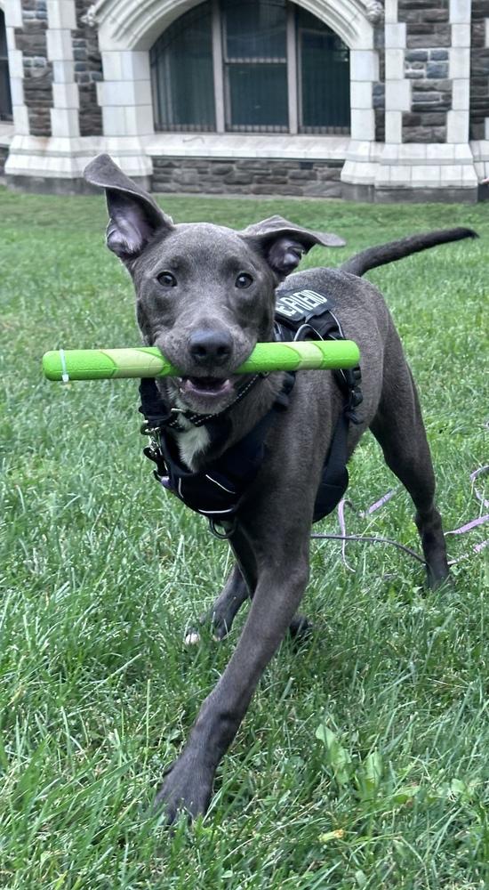 Enlarge Adonis, a Adoptable mixed breed in New York, NY image 2/5