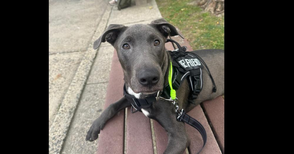 Enlarge Adonis, a Adoptable mixed breed in New York, NY image 3/5