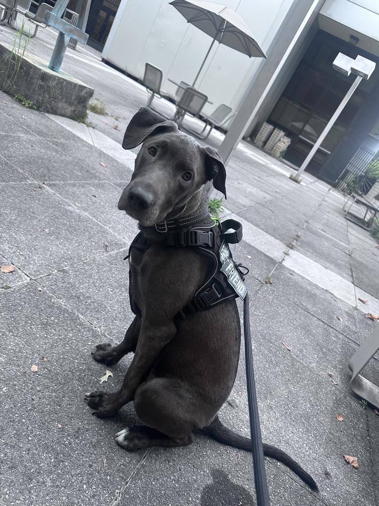 Enlarge Adonis, a Adoptable mixed breed in New York, NY image 4/5