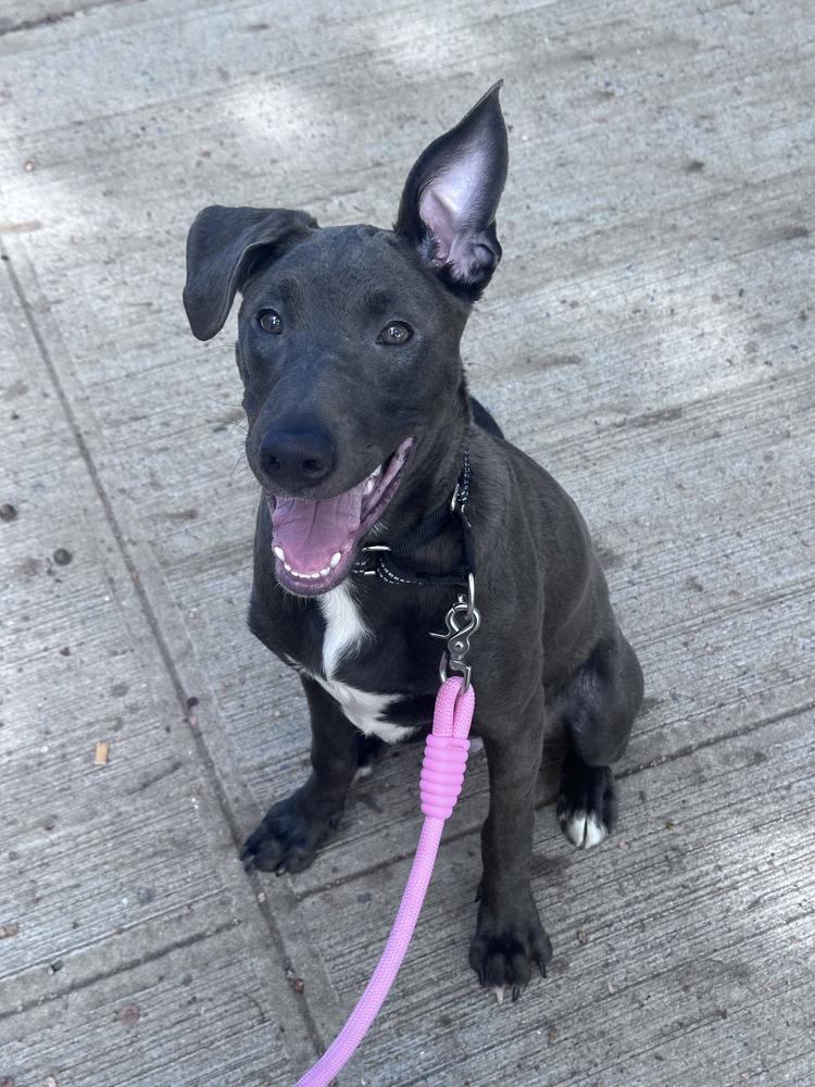 Enlarge Adonis, a Adoptable mixed breed in New York, NY image 5/5