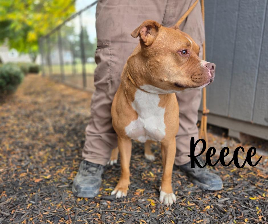 Enlarge Reece, a Adopted Pit Bull Terrier in Marion, IN image 1/1
