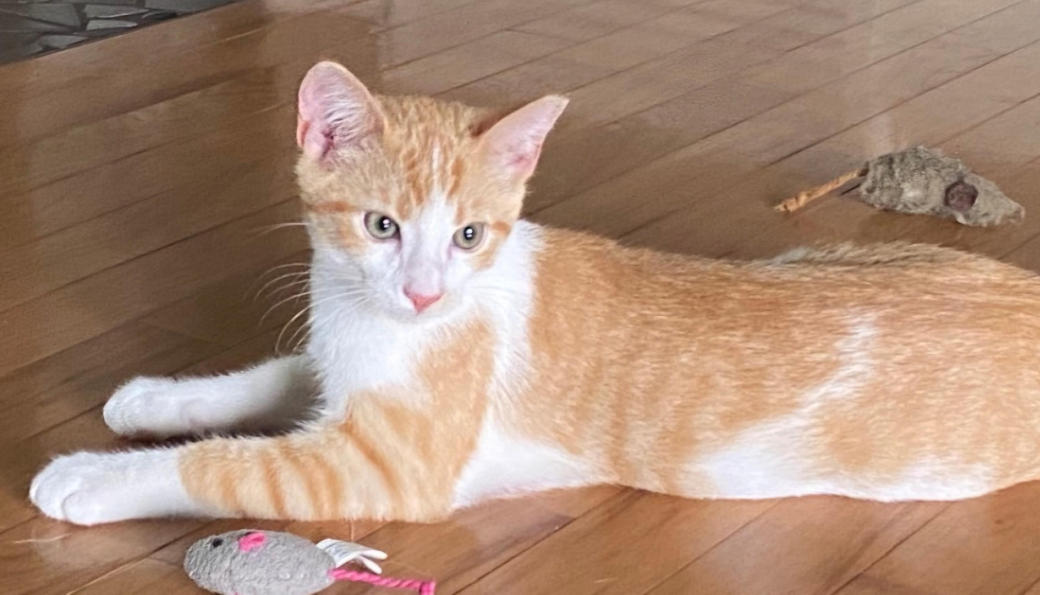 Axel, Adoptable, Kitten Male Domestic Short Hair.