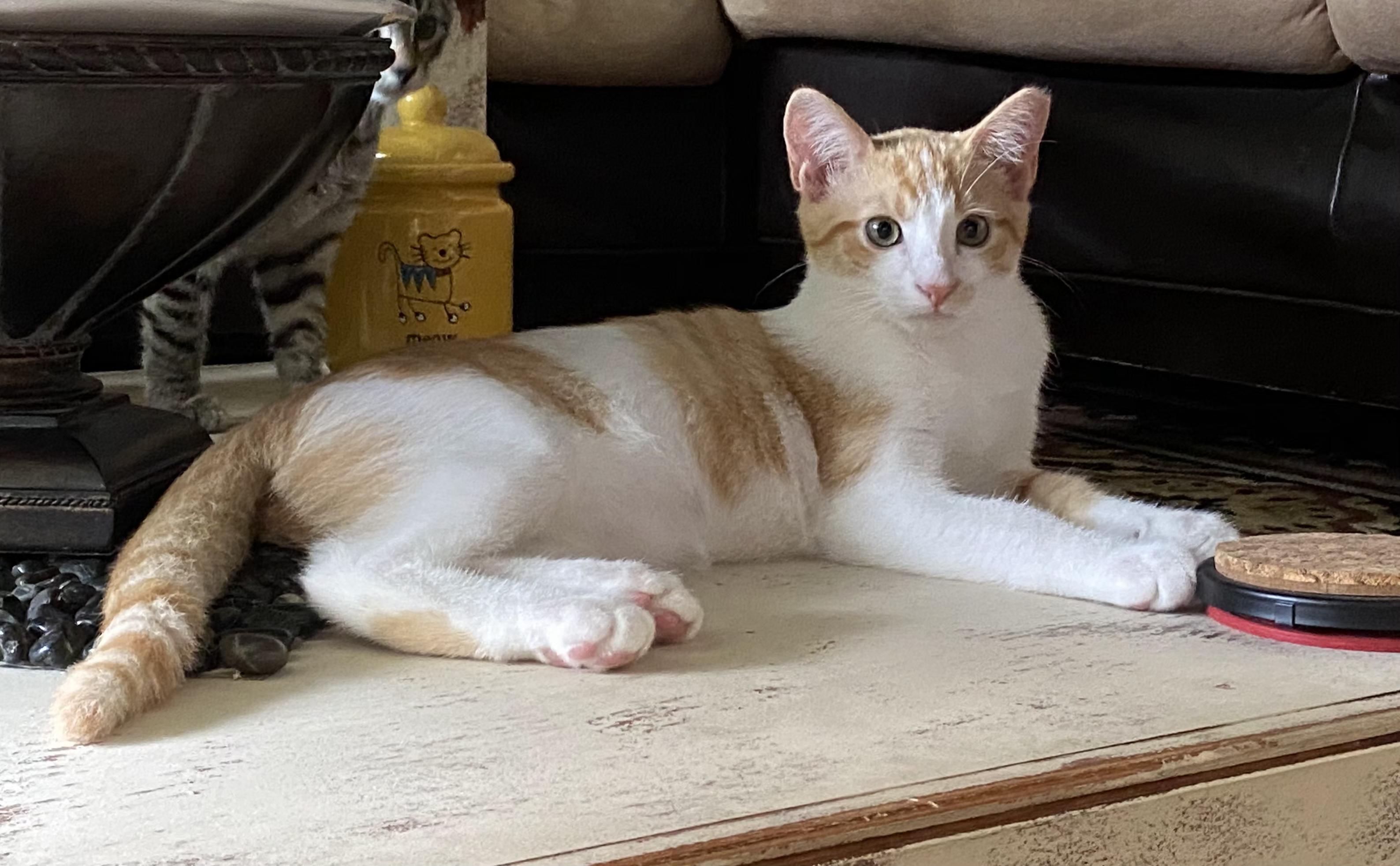 Enlarge Axel, a Adoptable Domestic Short Hair in Beulah, MI image 2/2