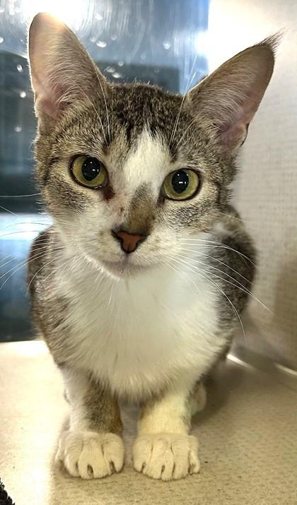 Enlarge Parnsip, a Adoptable Domestic Short Hair in Stanwood, WA image 1/1