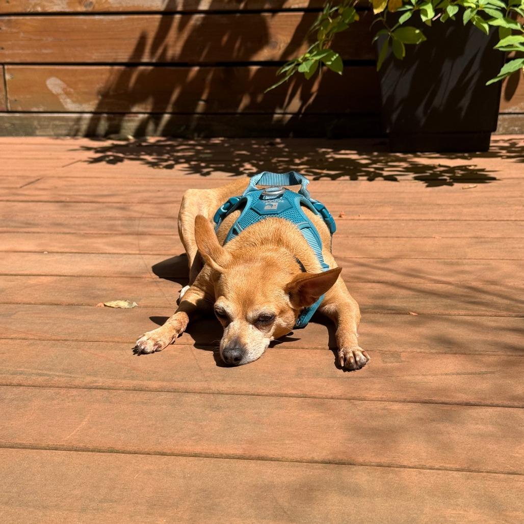 Castine, Adoptable, Senior Female Chihuahua.