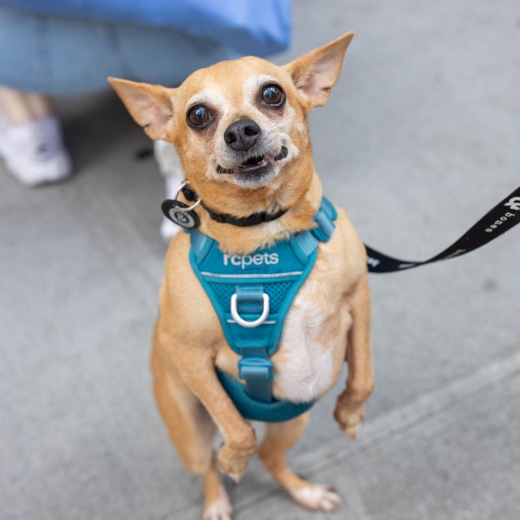 Enlarge Castine, a Adoptable Chihuahua in Brooklyn, NY image 2/6