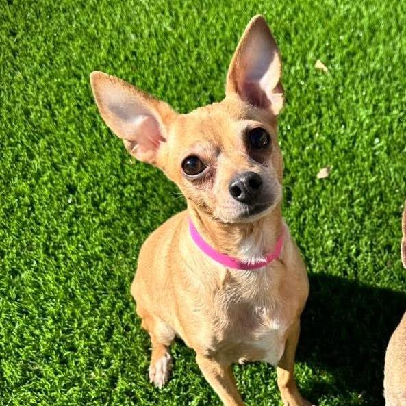 Enlarge Castine, a Adoptable Chihuahua in Brooklyn, NY image 3/6