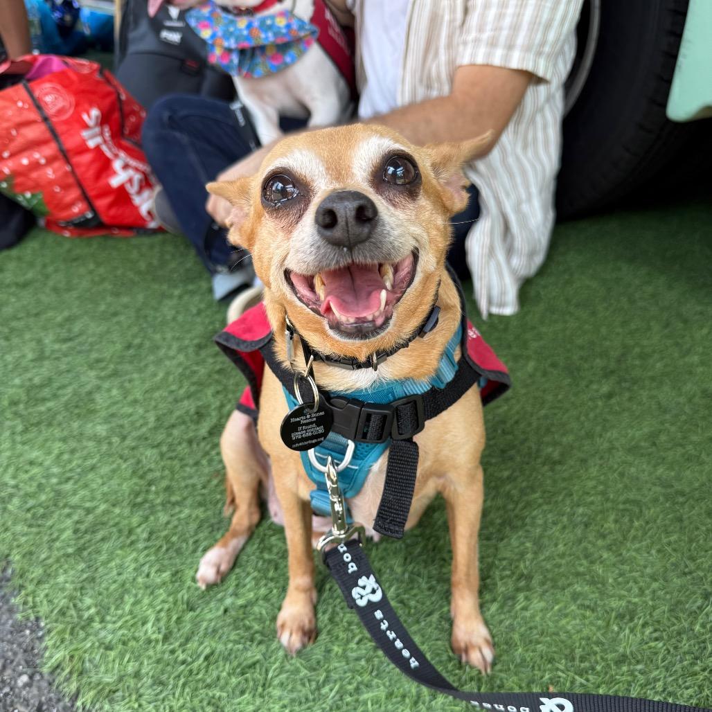 Enlarge Castine, a Adoptable Chihuahua in Brooklyn, NY image 4/6