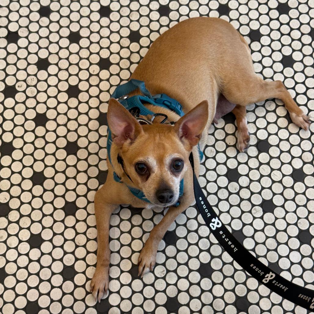 Enlarge Castine, a Adoptable Chihuahua in Brooklyn, NY image 5/6
