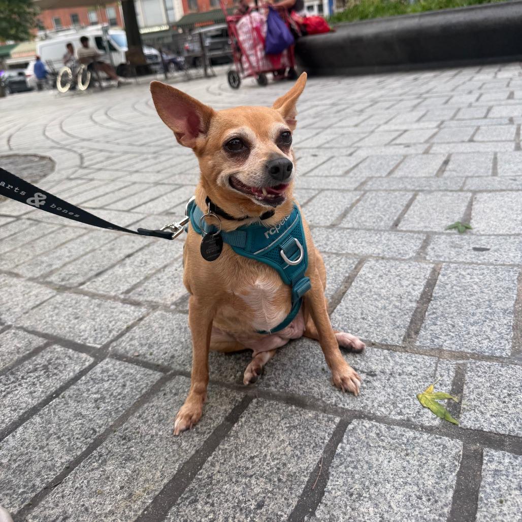 Enlarge Castine, a Adoptable Chihuahua in Brooklyn, NY image 6/6