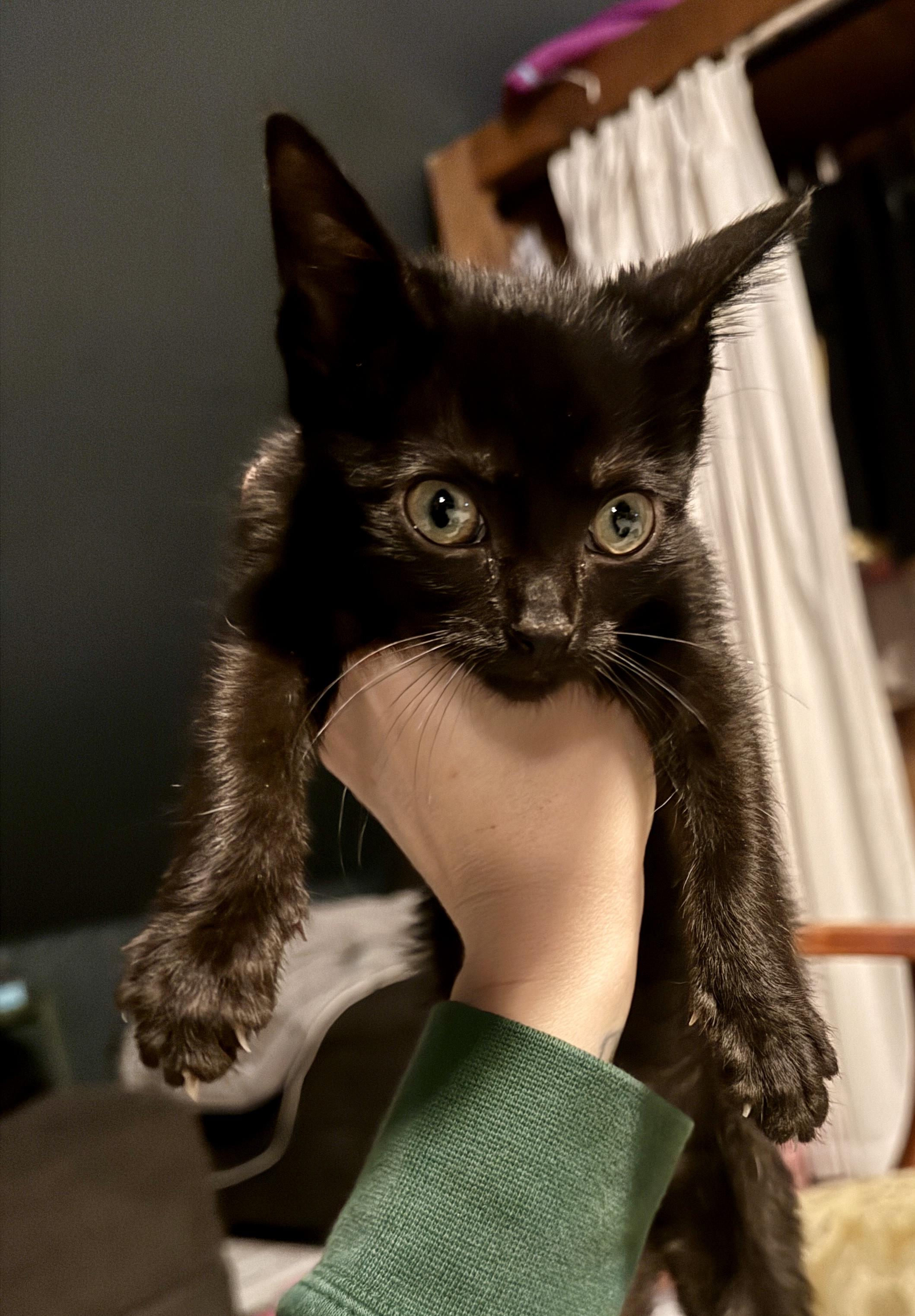 Chex, Adoptable, Kitten Female Domestic Short Hair.